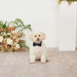 Sadie Dog Bow Tie Collar - Black 9 Sadie Dog Bow Tie Collar - Black -Wedding Dress Store black sadie dog bow tie collar 01 1 e21dfe55 40b0 4e61 a822 8a657ff9043b