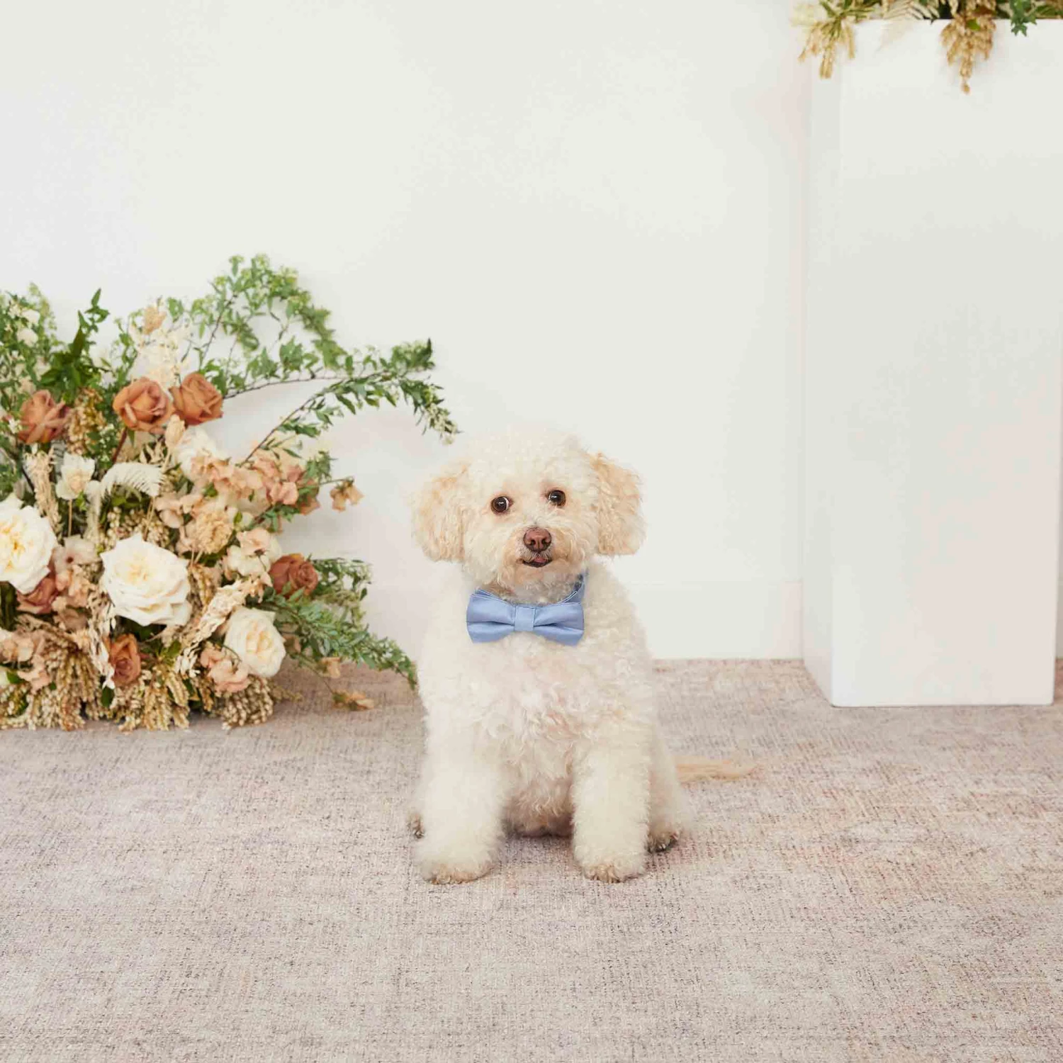 Sadie Dog Bow Tie Collar - Dusty Blue 6 Sadie Dog Bow Tie Collar - Dusty Blue - Image 4