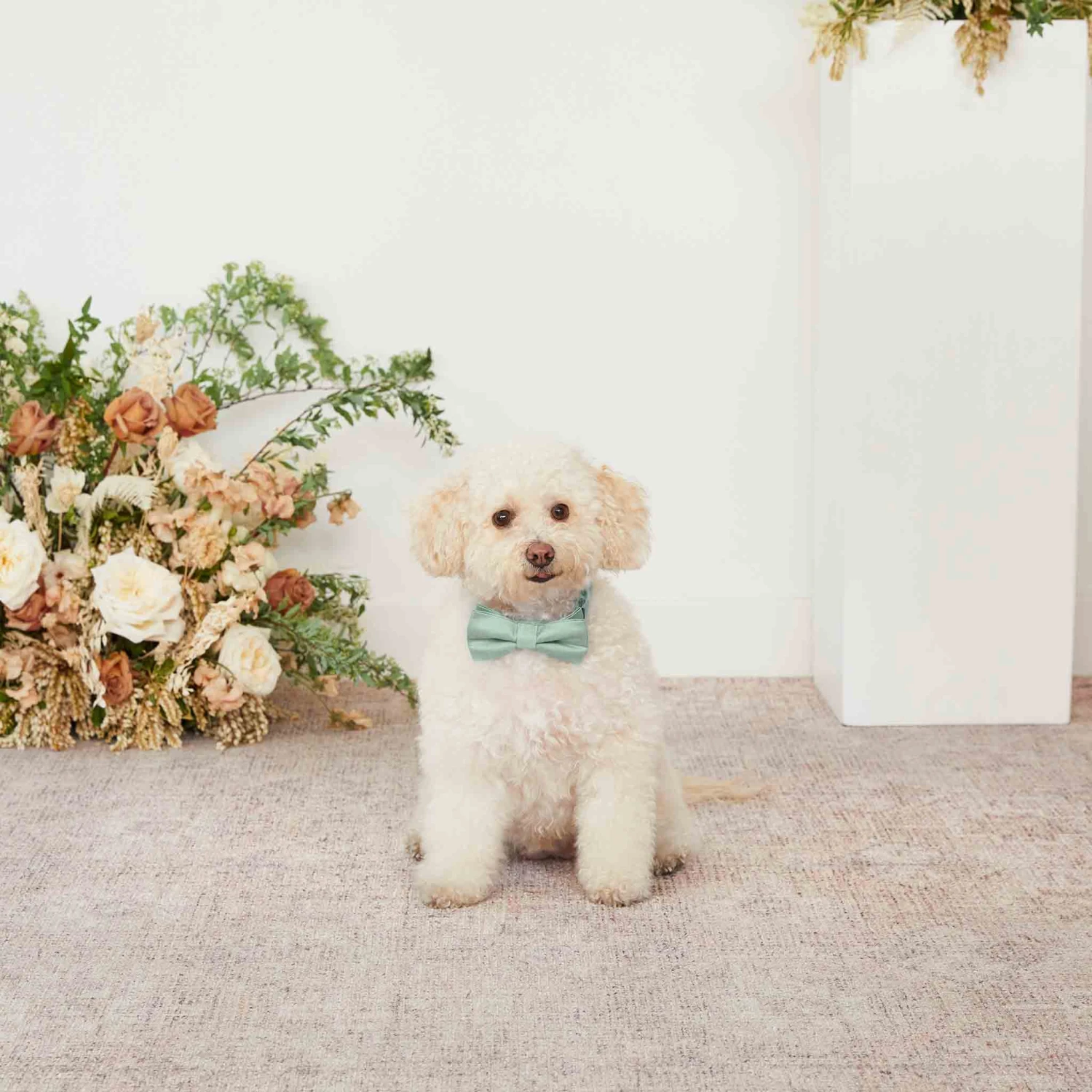 Sadie Dog Bow Tie Collar - Sea Glass 6 Sadie Dog Bow Tie Collar - Sea Glass - Image 4